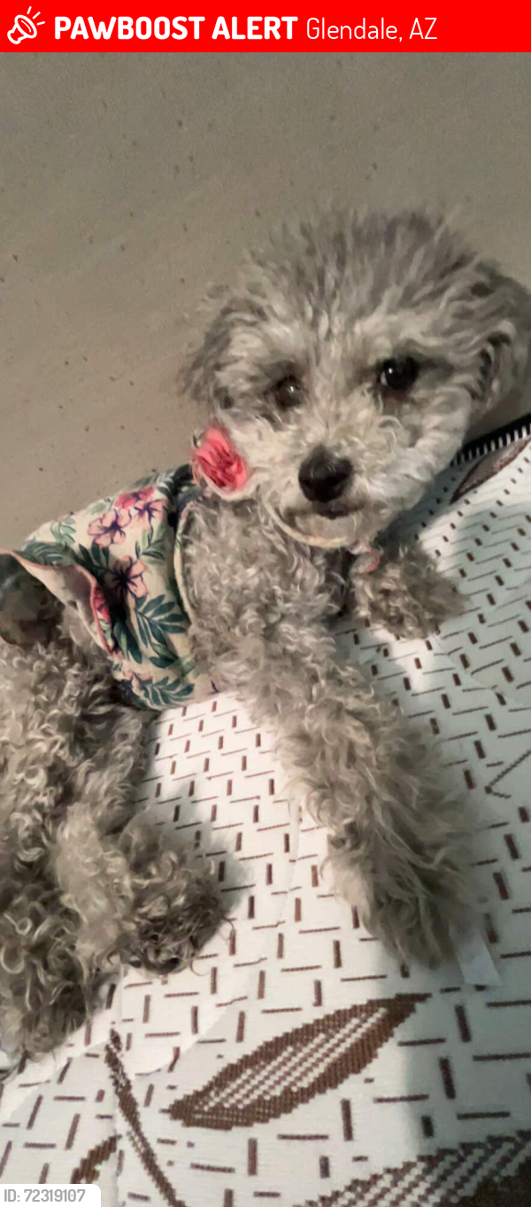 Lost Female Dog last seen Coolidge, Glendale, AZ 85303