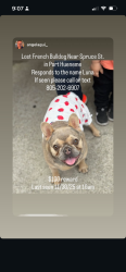 Lost Female Dog last seen Spruce st & Monterrey st , Oxnard, CA 93033