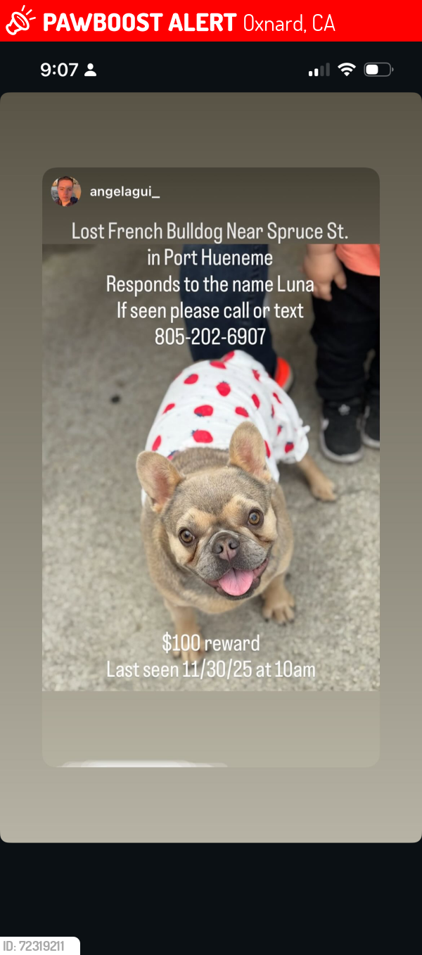 Lost Female Dog last seen Spruce st & Monterrey st , Oxnard, CA 93033