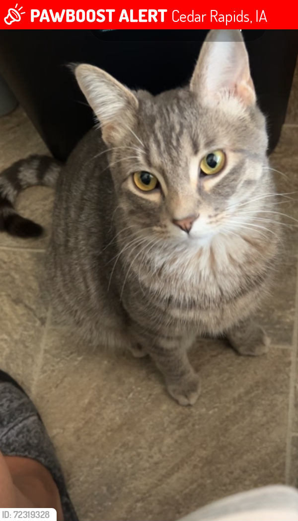 Lost Male Cat last seen 15th st, Cedar Rapids, IA 52403