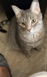 Lost Male Cat last seen 15th st, Cedar Rapids, IA 52403