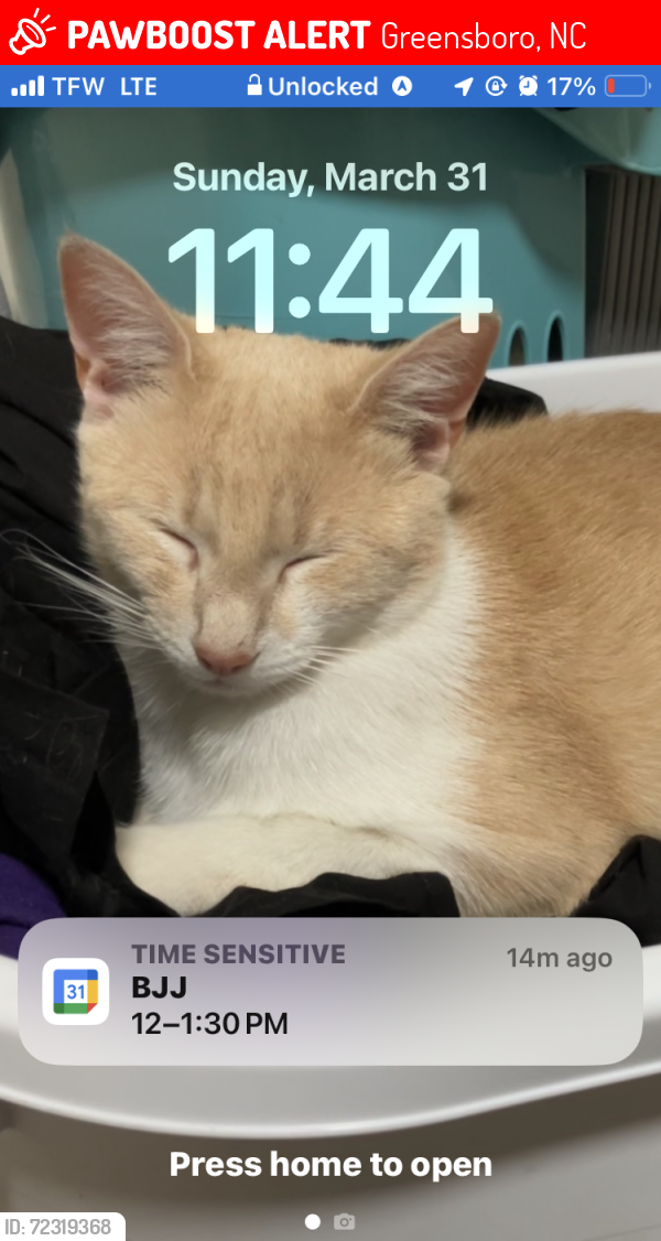 Lost Male Cat last seen Spring Garden Bakery, Greensboro, NC 27403