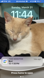 Lost Male Cat last seen Spring Garden Bakery, Greensboro, NC 27403