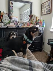 Lost Male Dog last seen Sutter& Nian way, Modesto, CA 95351