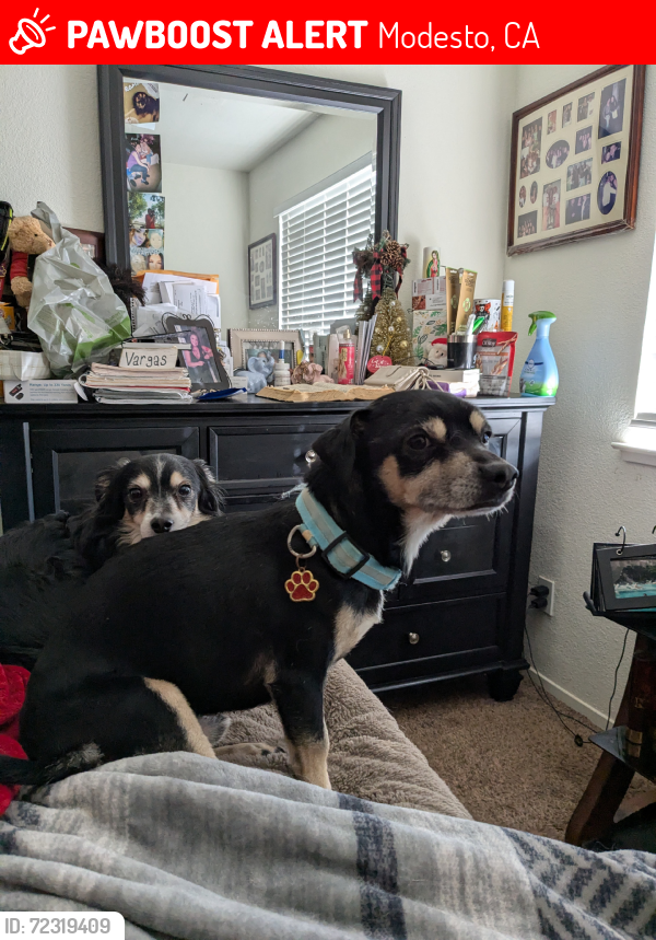 Lost Male Dog last seen Sutter& Nian way, Modesto, CA 95351