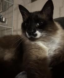 Lost Male Cat last seen Owens Ct and Expositionst, Lakewood, CO 80226