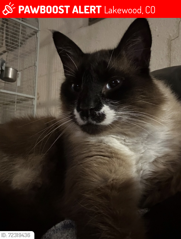 Lost Male Cat last seen Owens Ct and Expositionst, Lakewood, CO 80226