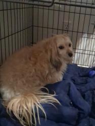 Reunited Female Dog last seen 141th Street, Gardena, CA 90247