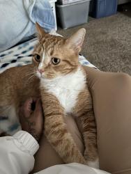 Lost Male Cat last seen 42nd Oregon , New Hope, MN 55428