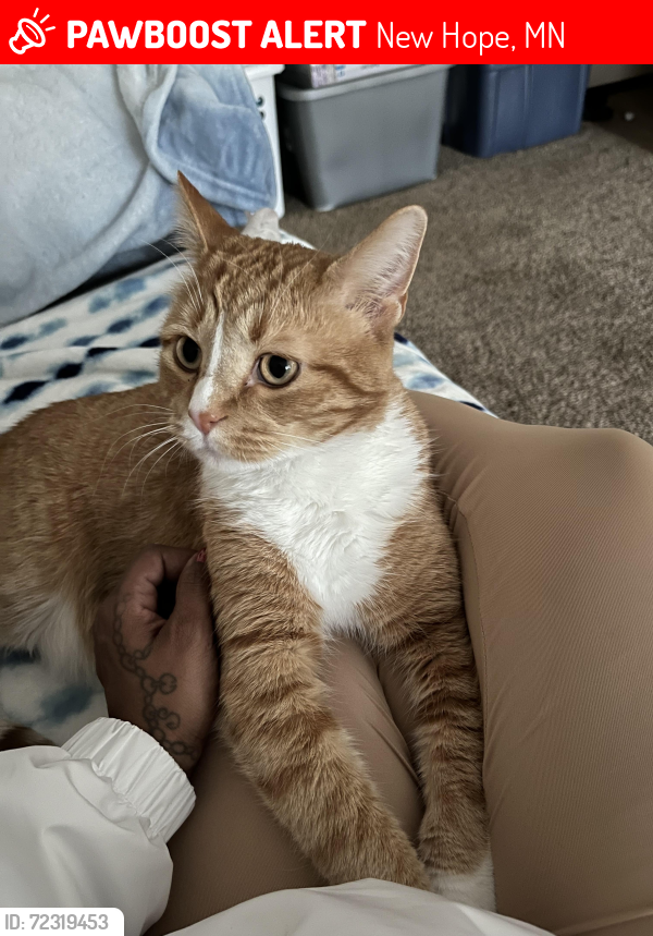 Lost Male Cat last seen 42nd Oregon , New Hope, MN 55428