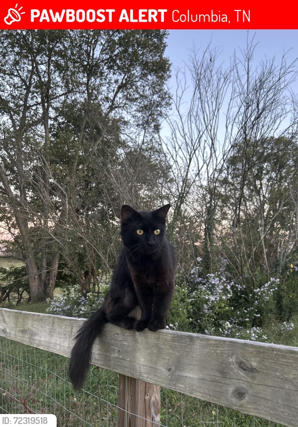Lost Male Cat last seen Mapleash ave, Columbia, TN 38401