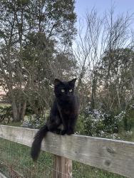 Lost Male Cat last seen Mapleash ave, Columbia, TN 38401