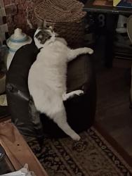 Lost Male Cat last seen Lea Hall Train Station, West Midlands, England B33