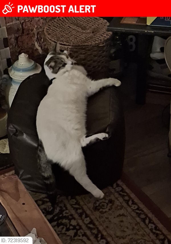 Lost Male Cat last seen Lea Hall Train Station, West Midlands, England B33