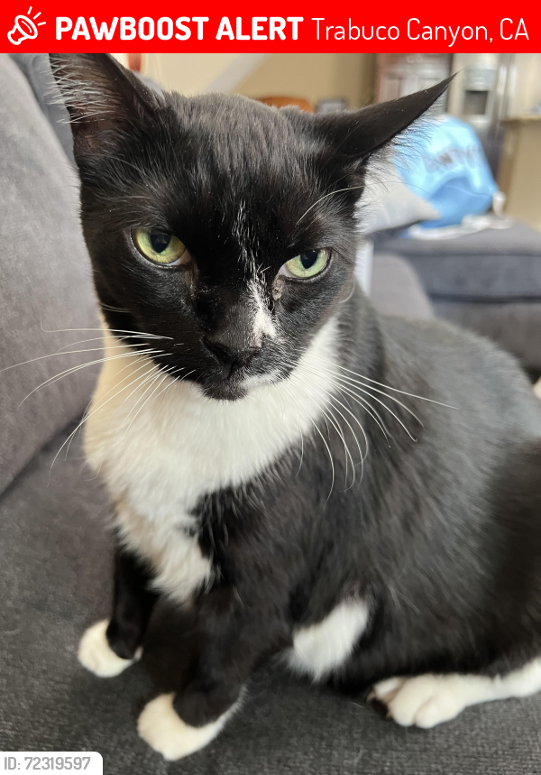 Lost Male Cat last seen Ridge route road and saddleback , Trabuco Canyon, CA 92679