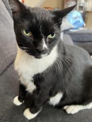 Lost Male Cat last seen Ridge route road and saddleback , Trabuco Canyon, CA 92679