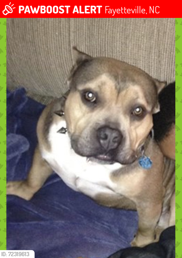 Lost Male Dog last seen Strickland Bridge/Bingham , Fayetteville, NC 28306