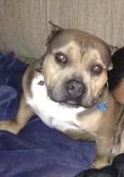 Lost Male Dog last seen Strickland Bridge/Bingham , Fayetteville, NC 28306