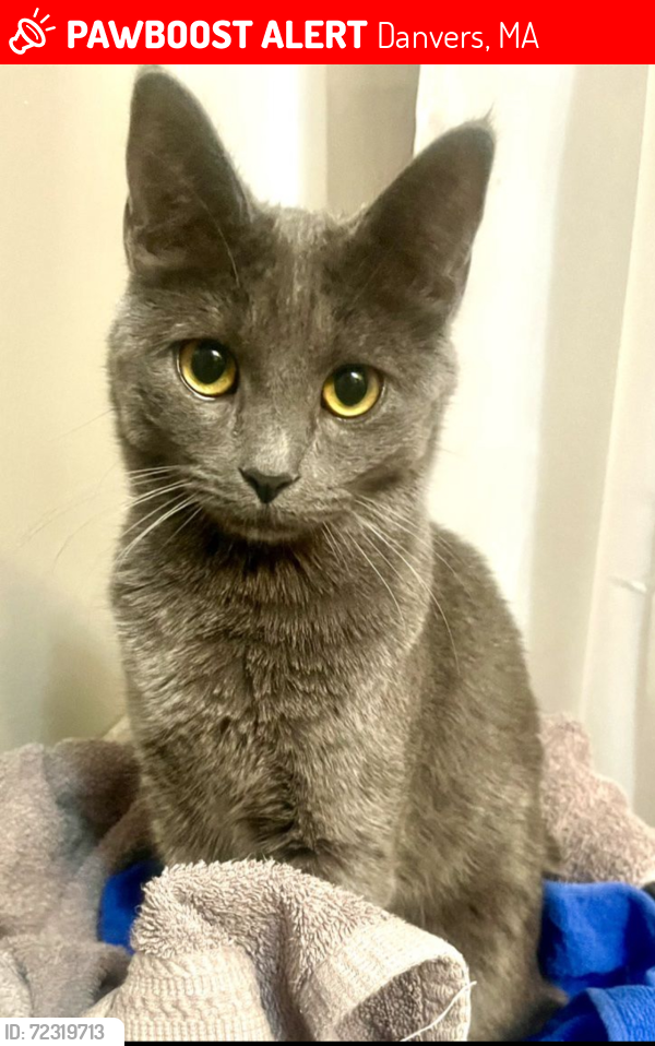 Lost Female Cat last seen purchase St to constitution lane to Abington rd, Danvers, MA 01923