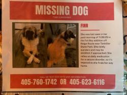 Lost Female Dog last seen Ridge Rd area, Tener State Park, Vian, OK 74962