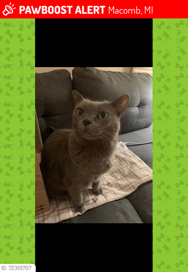Lost Female Cat last seen 24 Mile and Garfield, Macomb, MI 48042
