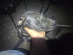 Lost Female Dog last seen S. Harrison Rd Edwall WA , Seattle, WA 98102