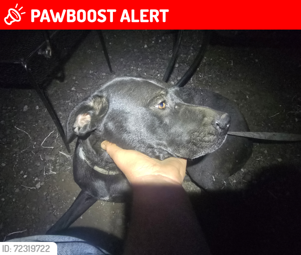 Lost Female Dog last seen S. Harrison Rd Edwall WA , Seattle, WA 98102
