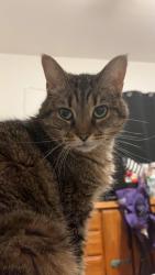 Lost Female Cat last seen Travis Drive near Burkhardt and Spinning, Riverside, OH 45431