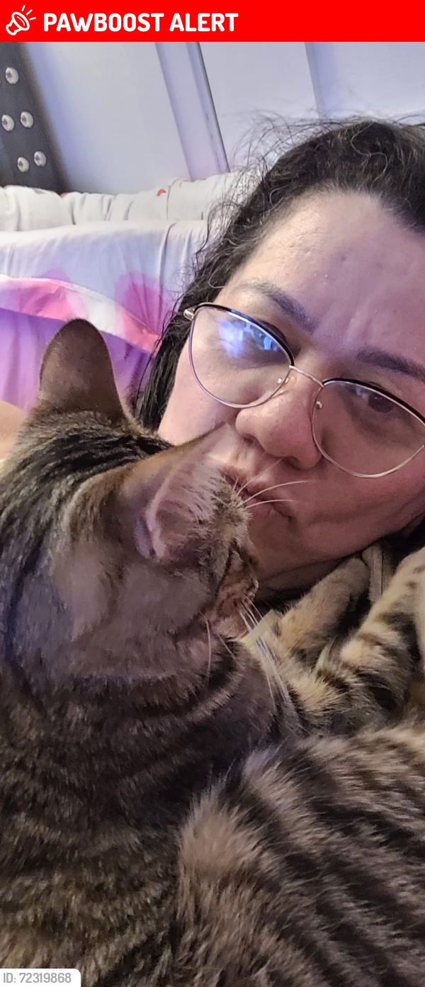 Lost Female Cat last seen Scott st and bunting rd, St. Catharines, ON L2M 3X7