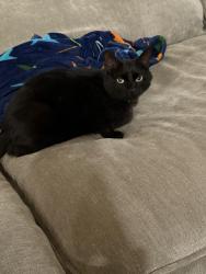 Lost Female Cat last seen Quilt and Victoria circle , Menifee, CA 92584