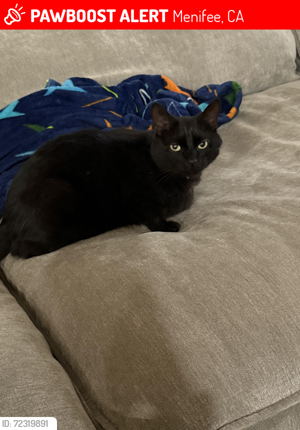 Lost Female Cat last seen Quilt and Victoria circle , Menifee, CA 92584