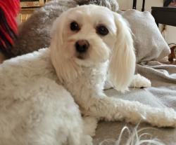 Lost Female Dog last seen reeseville, wisconsin, Reeseville, WI 53579