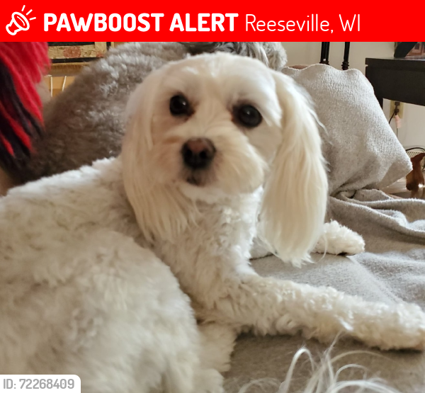Lost Female Dog last seen reeseville, wisconsin, Reeseville, WI 53579
