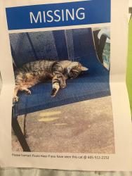 Lost Female Cat last seen Westminster and 10th St., Choctaw, OK 73020