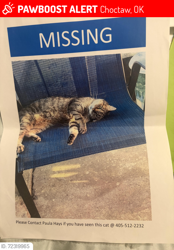 Lost Female Cat last seen Westminster and 10th St., Choctaw, OK 73020
