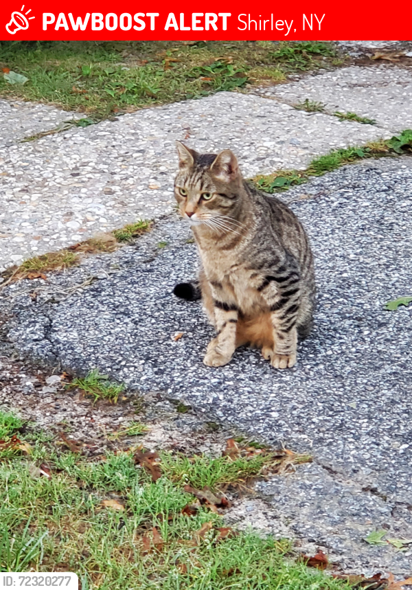 Lost Male Cat last seen Allanwood Drive and Neighborhood Road, Shirley, NY 11967