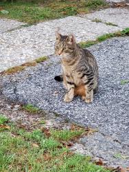Lost Male Cat last seen Allanwood Drive and Neighborhood Road, Shirley, NY 11967