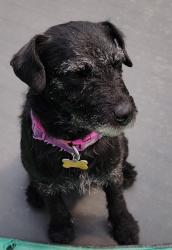 Lost Female Dog last seen Harrington Road , Greater London, England SE25