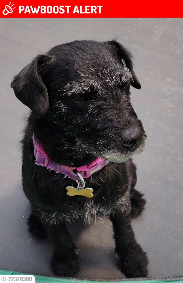 Lost Female Dog last seen Harrington Road , Greater London, England SE25