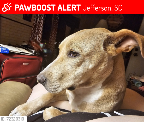 Lost Female Dog last seen Near Baker Road, possibly on Miles Road, Jefferson, SC 29718
