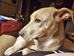 Lost Female Dog last seen Near Baker Road, possibly on Miles Road, Jefferson, SC 29718