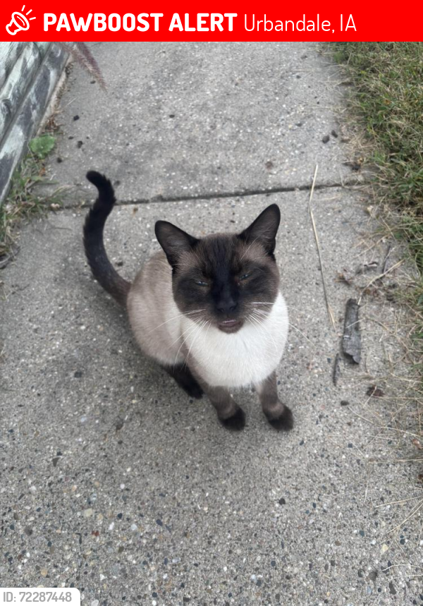 Lost Male Cat last seen Jackaline Baldwin Dunlap Park, Urbandale, IA 50322