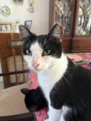 Lost Male Cat last seen Polk/Taylor 28th Avenue, Hollywood, FL 33020