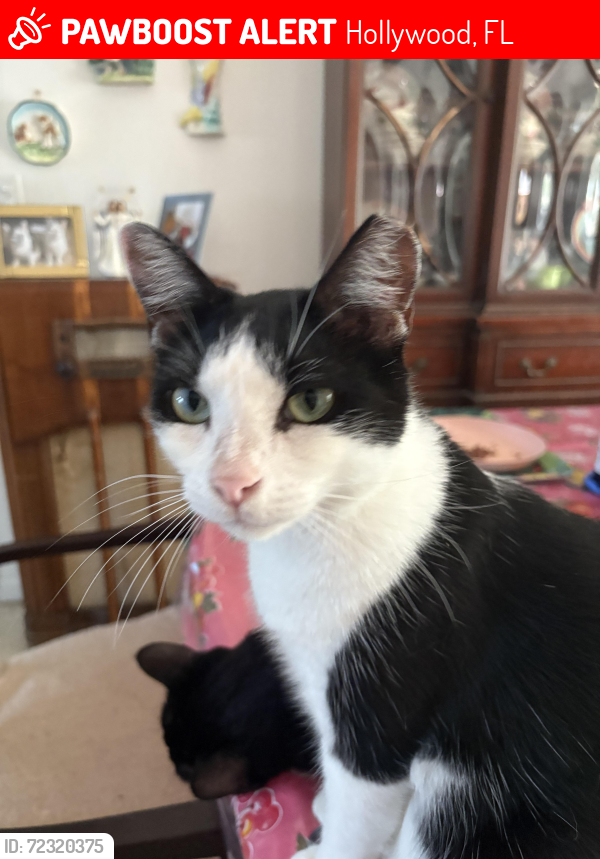 Lost Male Cat last seen Polk/Taylor 28th Avenue, Hollywood, FL 33020