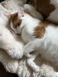 Lost Male Cat last seen Near Forest View Rd -outside our , Charlottesville, VA 22902