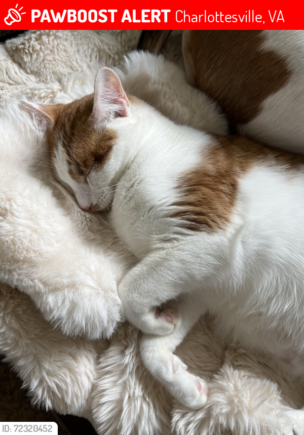 Lost Male Cat last seen Near Forest View Rd -outside our, Charlottesville, VA 22902