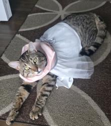 Lost Male Cat last seen Rue du Palais and Rue Principale by Pizza du Parc, Les Coteaux, QC J7X 1E3