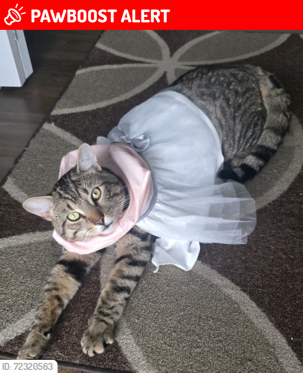 Lost Male Cat last seen Rue du Palais and Rue Principale by Pizza du Parc, Les Coteaux, QC J7X 1E3