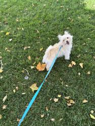 Lost Male Dog last seen Lightcap Street, Lancaster, CA 93535