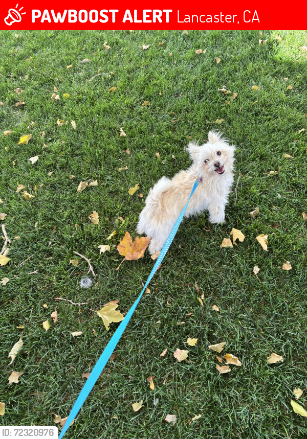 Lost Male Dog last seen Lightcap Street, Lancaster, CA 93535